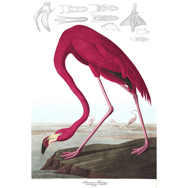 Birds of America, American Flamingo