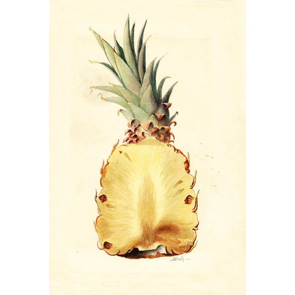 Simple Modern Boho Pineapple Drawing Water Bottle by apricot+birch