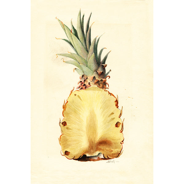 Pineapple, Vintage Botanical Illustration