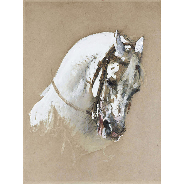 The Head Of A White Horse, Study