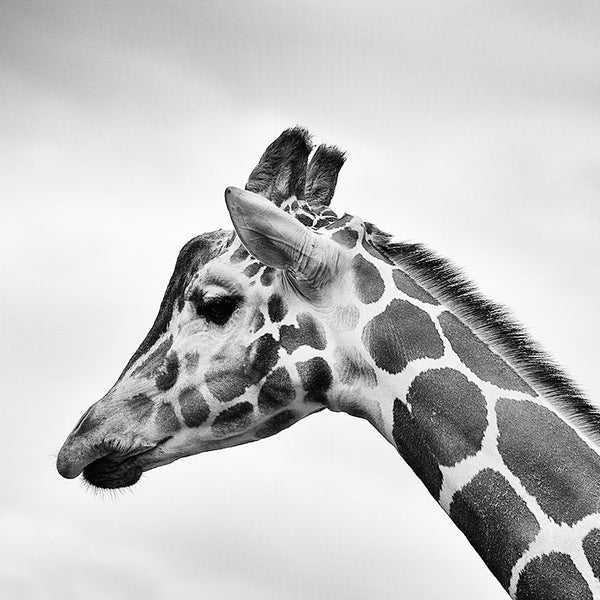 Meditative Giraffe, Black/White Photography