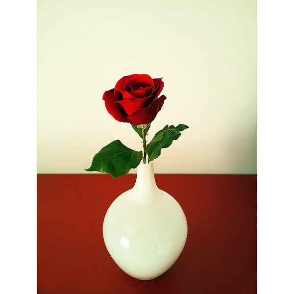 Red Rose, Photography