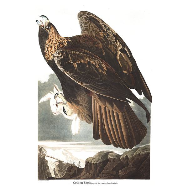Birds of America, Golden Eagle