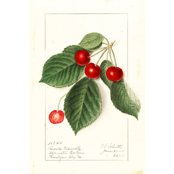 Cherry, Vintage Botanical Illustration