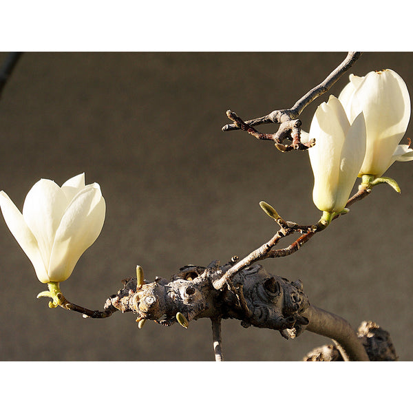 Blooming Magnolia, Photography