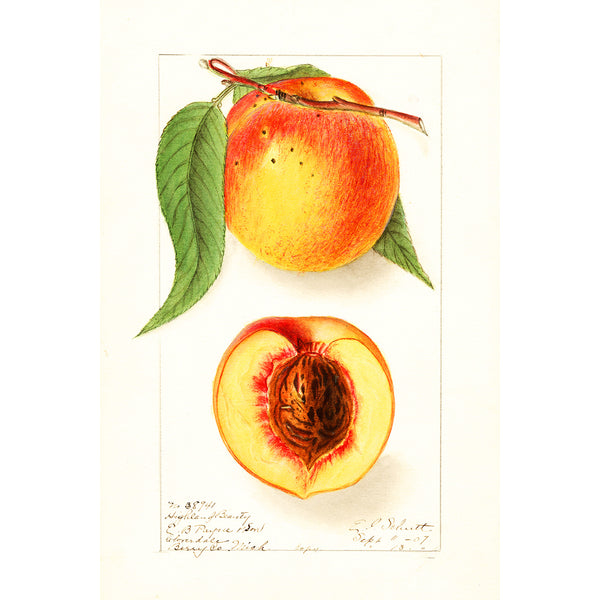 Pear, Vintage Botanical Illustration