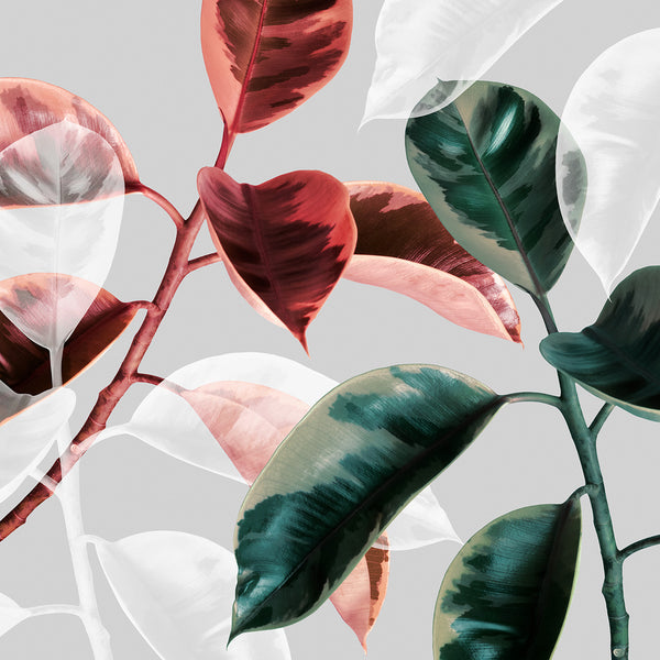 Multi-color Ficus Leaves, Modern Photography