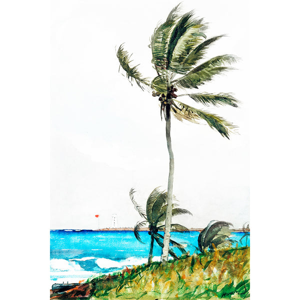 Palm Tree Nassau, Reproduction