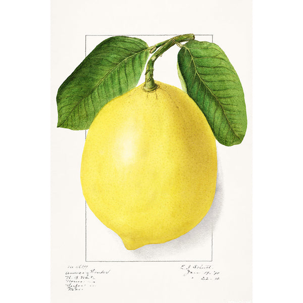 Lemon, Vintage Botanical Illustration