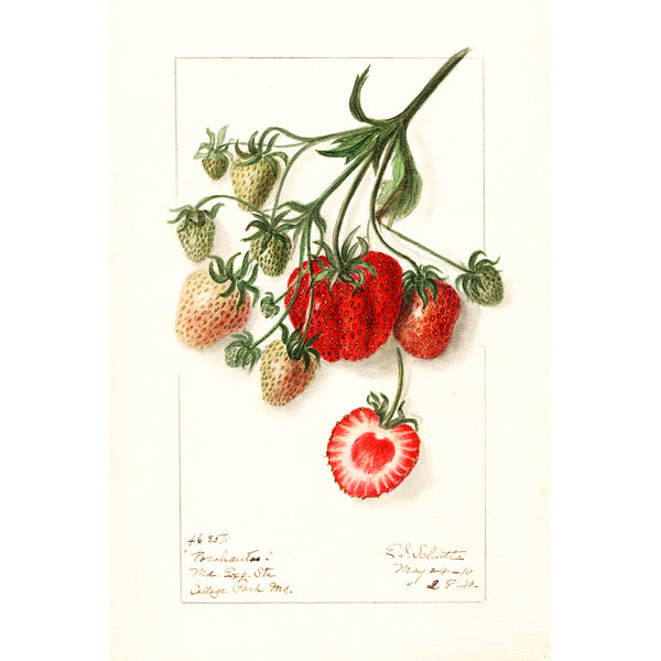 Strawberry, Vintage Botanical Illustration