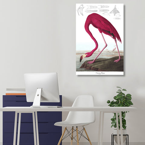 Birds of America, American Flamingo