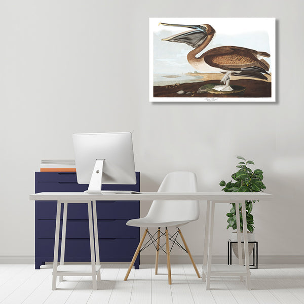 Birds of America, Brown Pelican