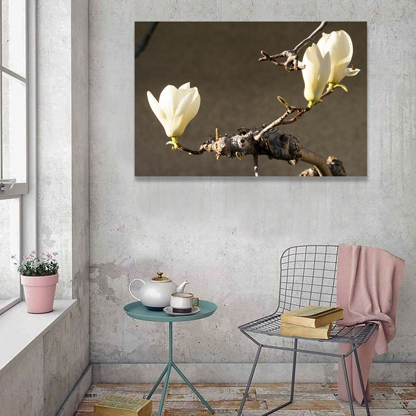 Blooming Magnolia, Photography