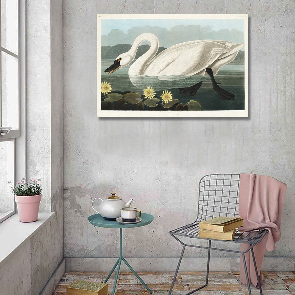 Common American Swan, Vintage Poster