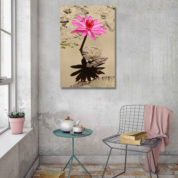 Lotus Pink Flower, Photography