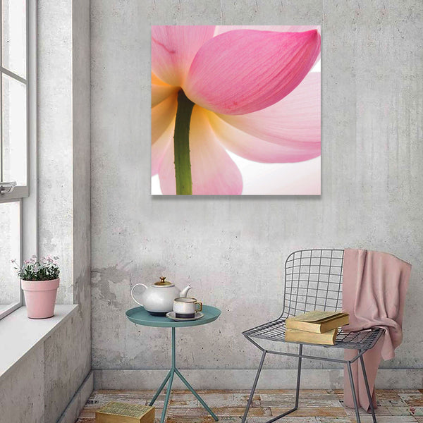 Beautiful Pink Lotus, Photography