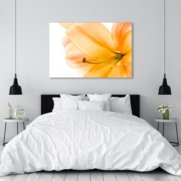 Yellow Lily on White Background, Photography