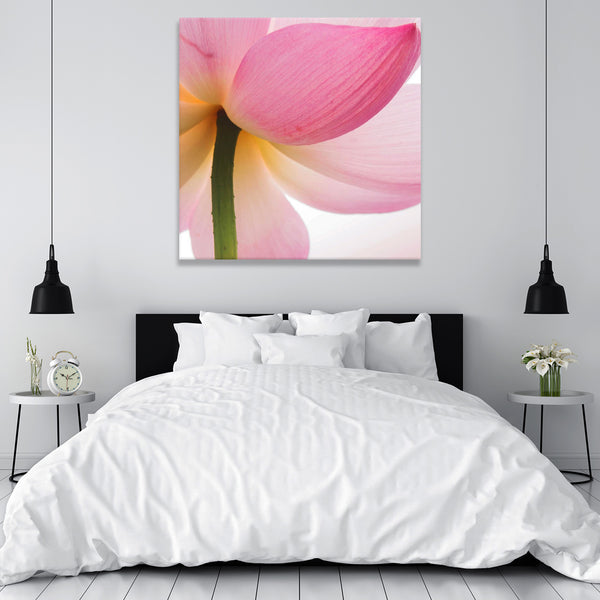 Beautiful Pink Lotus, Photography