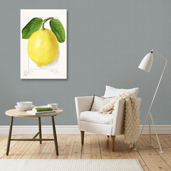 Lemon, Vintage Botanical Illustration