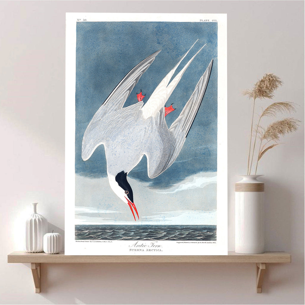 Birds of America Arctic Hern, Vintage Poster