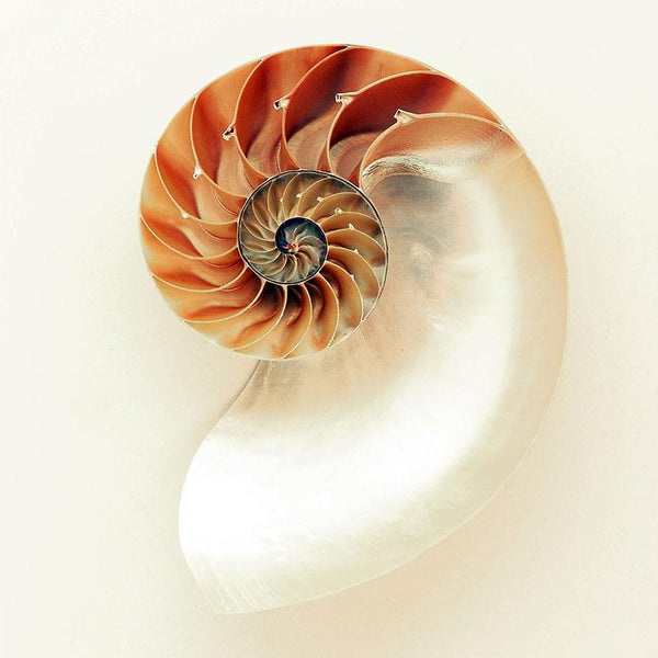Spiral Nautilus Shell, Photography
