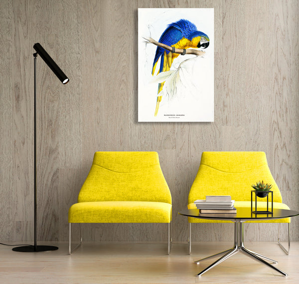 Blue and Yellow Maccaw