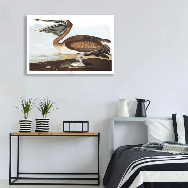 Birds of America, Brown Pelican